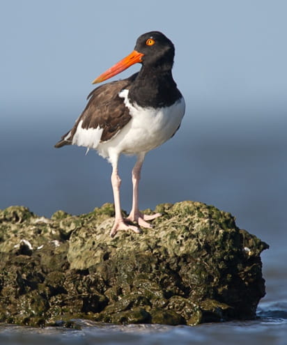 Oystercatcher standing on a rock